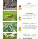 Pavasarinio purškimo rinkinys sodui - be pesticidų